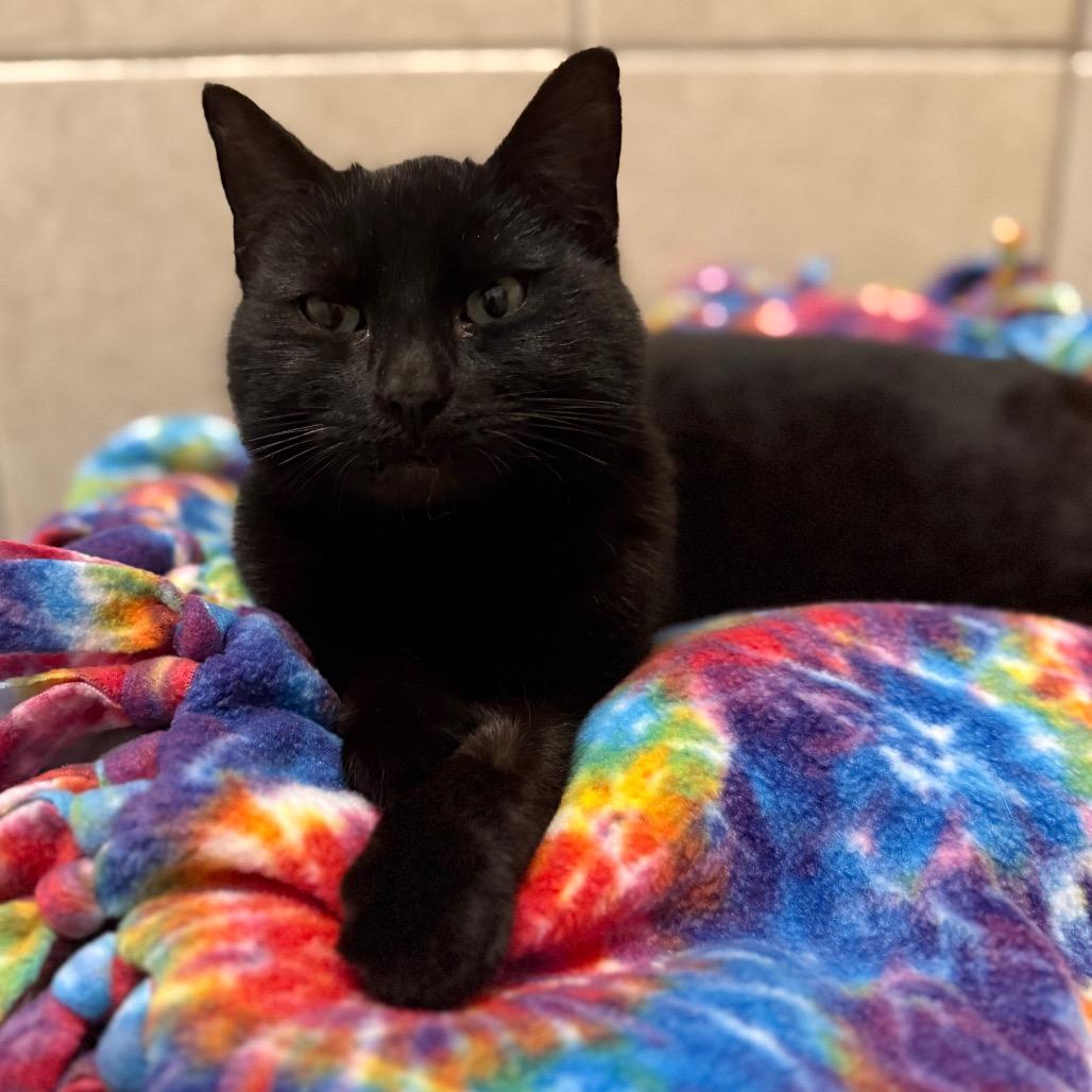 Enlarge Buddy, a ADOPTABLE Domestic Short Hair in Fenton, MI image 2/2