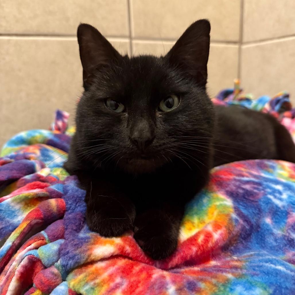 Enlarge Buddy, a ADOPTABLE Domestic Short Hair in Fenton, MI image 1/2