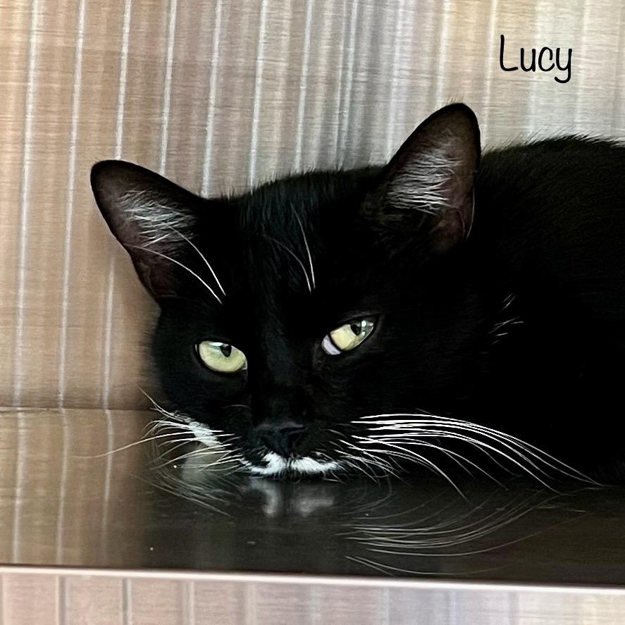 Enlarge Lucy, a Adoptable mixed breed in Madisonville, TN image 1/6
