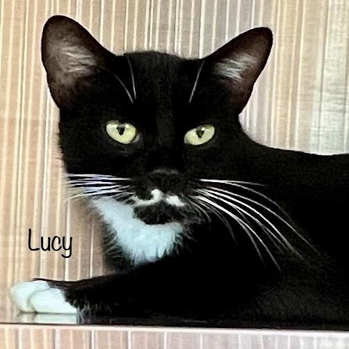Enlarge Lucy, a Adoptable mixed breed in Madisonville, TN image 2/6