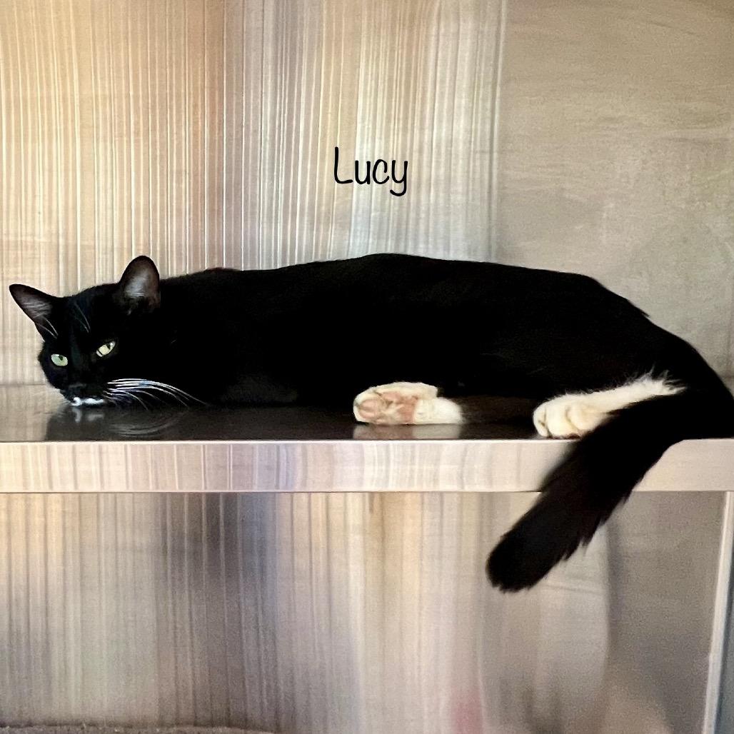 Enlarge Lucy, a Adoptable mixed breed in Madisonville, TN image 5/6