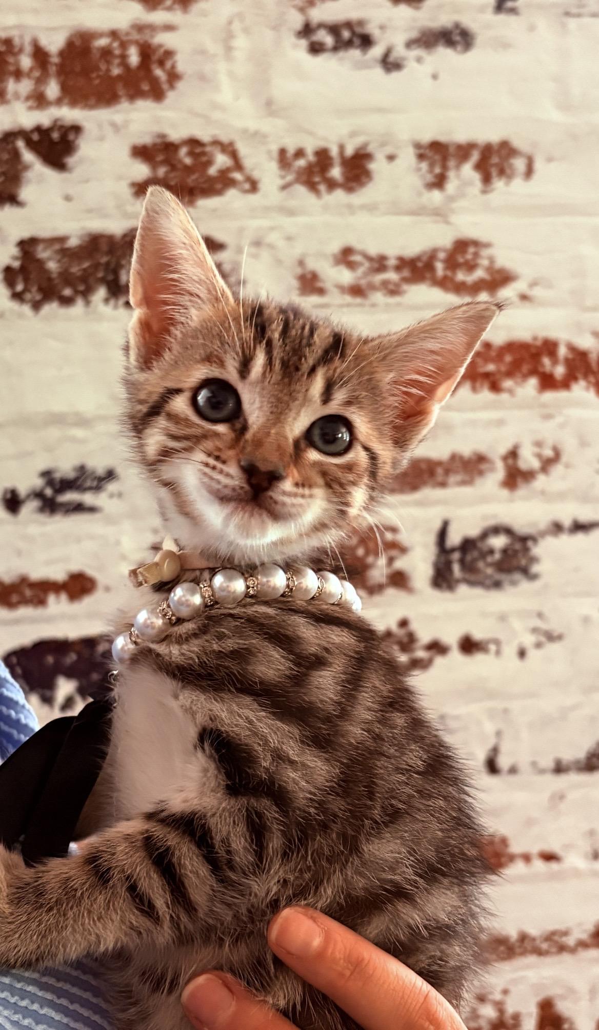 Reece, a ADOPTABLE Tabby in Kannapolis, NC image 2/2