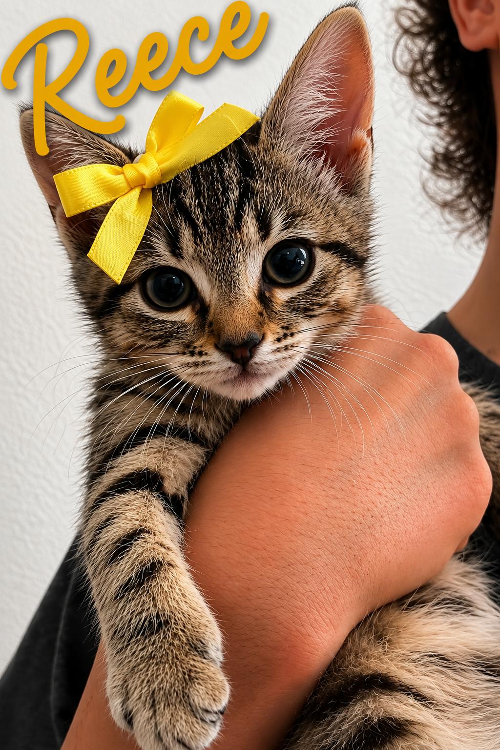 Reece, a ADOPTABLE Tabby in Kannapolis, NC image 1/2