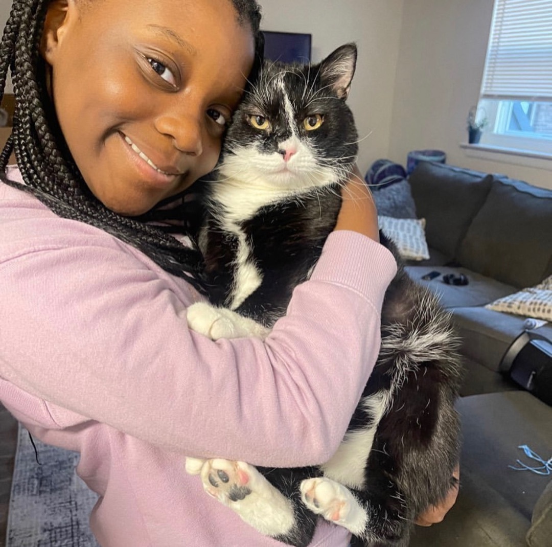 Dexter, Adopted, Adult Male Domestic Short Hair.