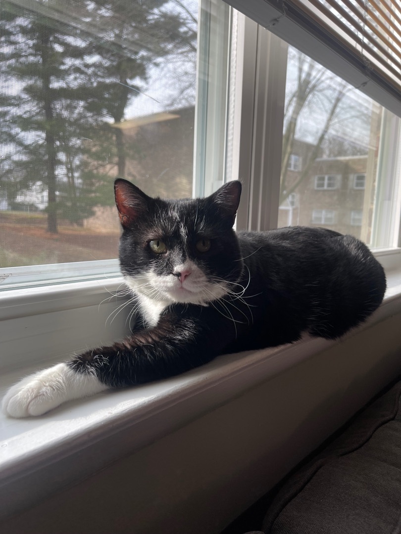 Enlarge Dexter, a Adopted Domestic Short Hair in Philadelphia, PA image 2/8