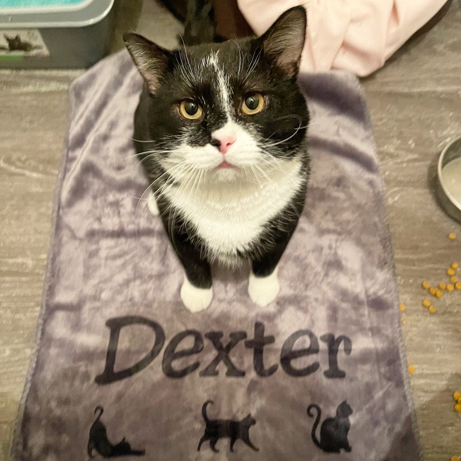 Enlarge Dexter, a Adopted Domestic Short Hair in Philadelphia, PA image 3/8