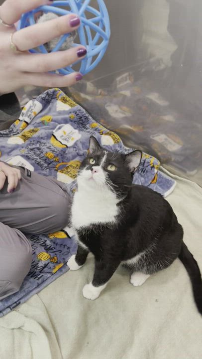 Enlarge Dexter, a Adopted Domestic Short Hair in Philadelphia, PA video 7/8