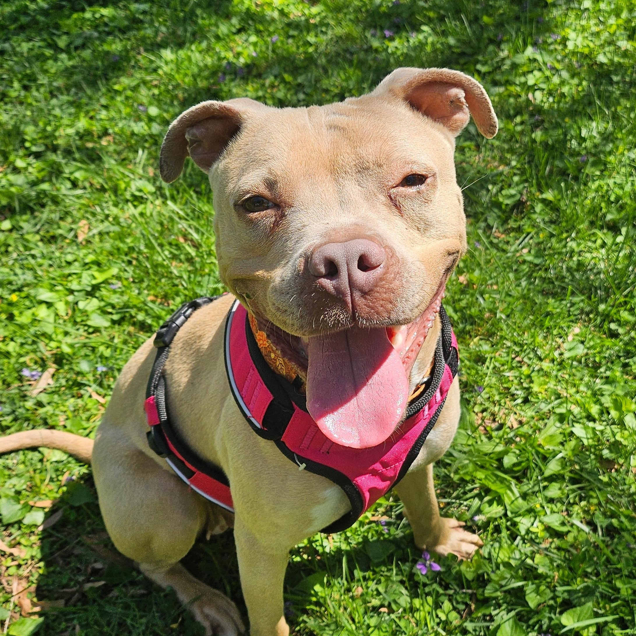 Lil Debbie Snack Cake, Adoptable, Adult Female Pit Bull Terrier.