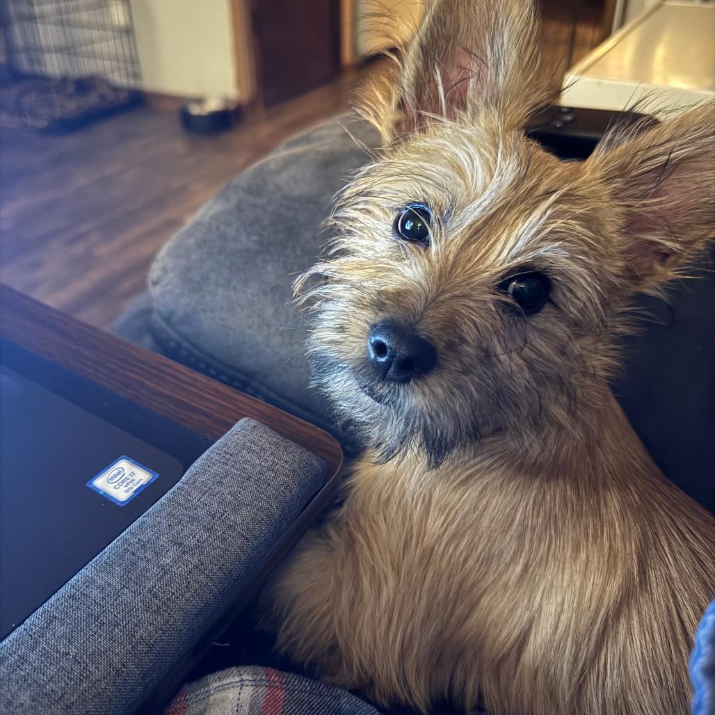 Enlarge Fiji D12828, a Adoptable mixed breed in St. Cloud, MN image 1/4