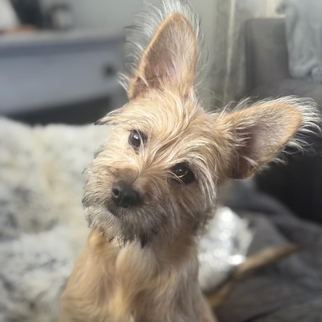 Enlarge Fiji D12828, a Adoptable mixed breed in St. Cloud, MN image 2/4