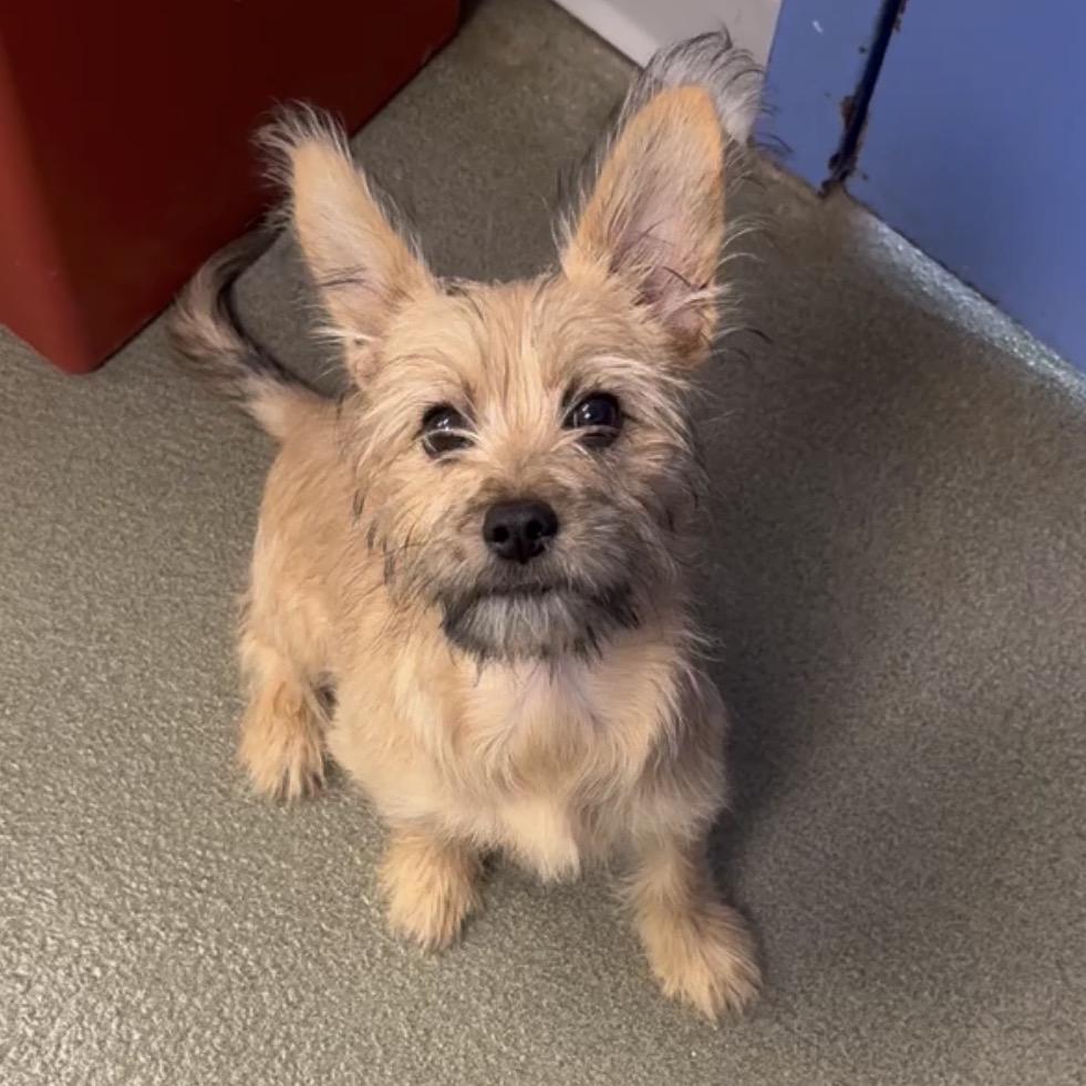 Enlarge Fiji D12828, a Adoptable mixed breed in St. Cloud, MN image 3/4