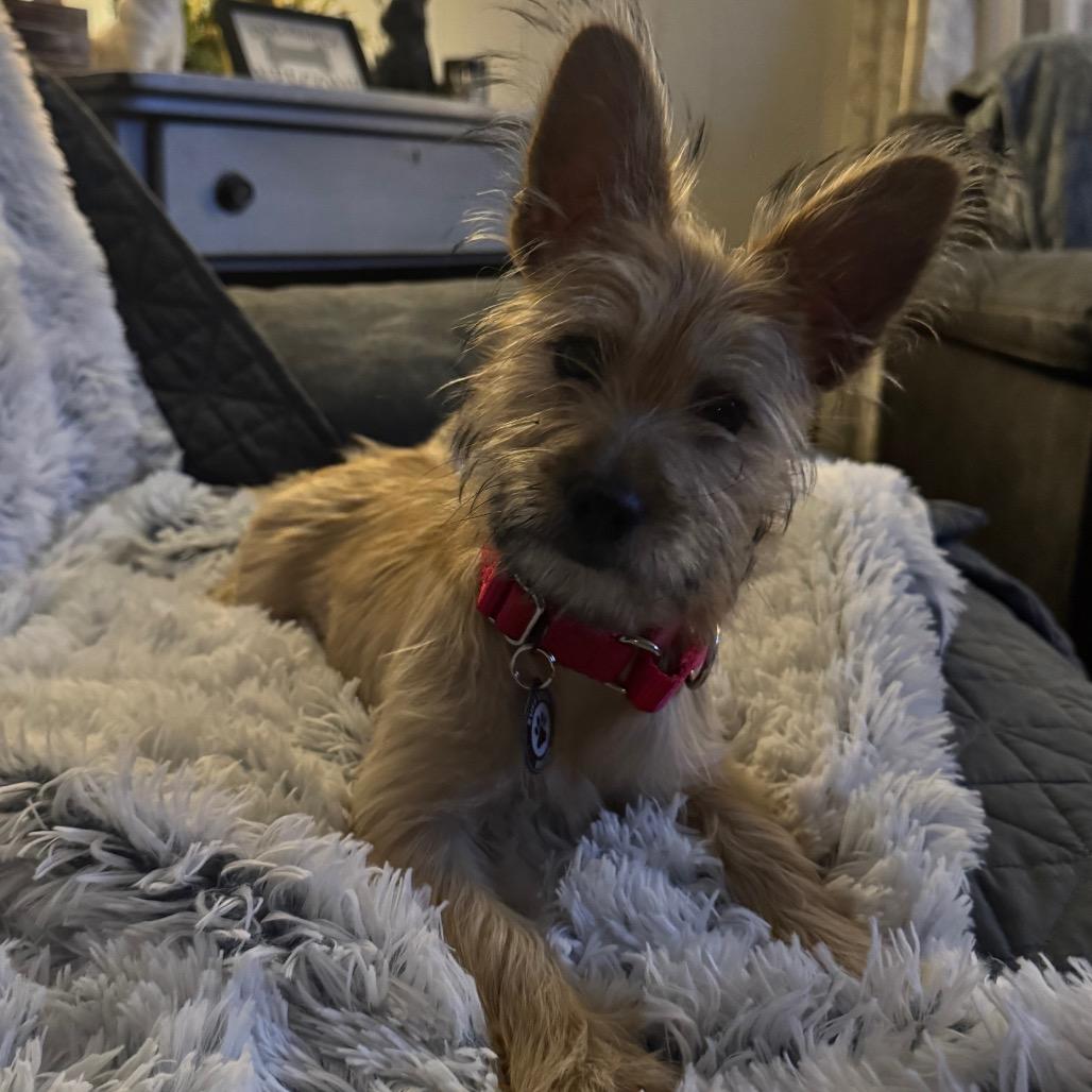 Enlarge Fiji D12828, a Adoptable mixed breed in St. Cloud, MN image 4/4