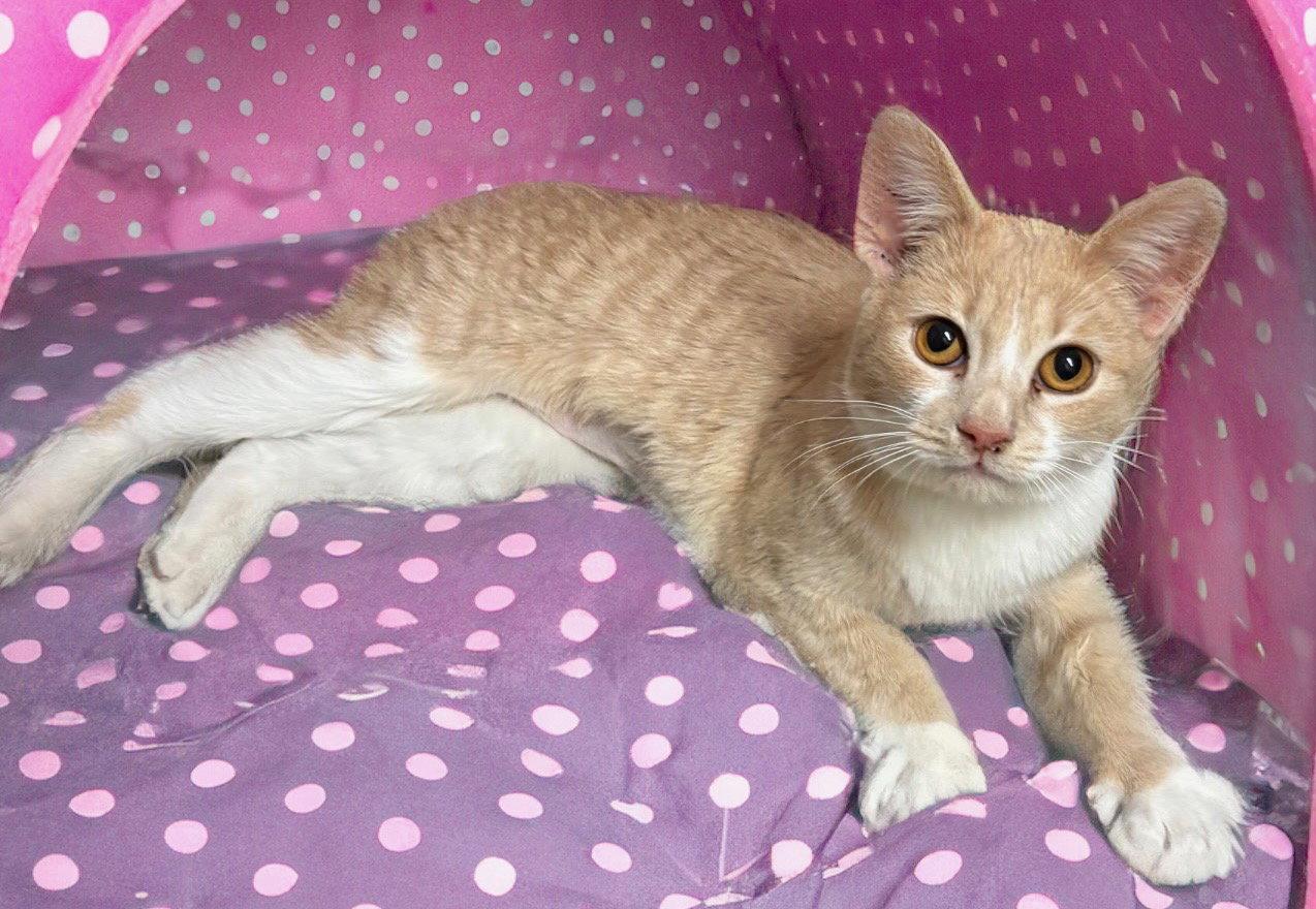 Sandy, Adoptable, Young Female Domestic Short Hair.
