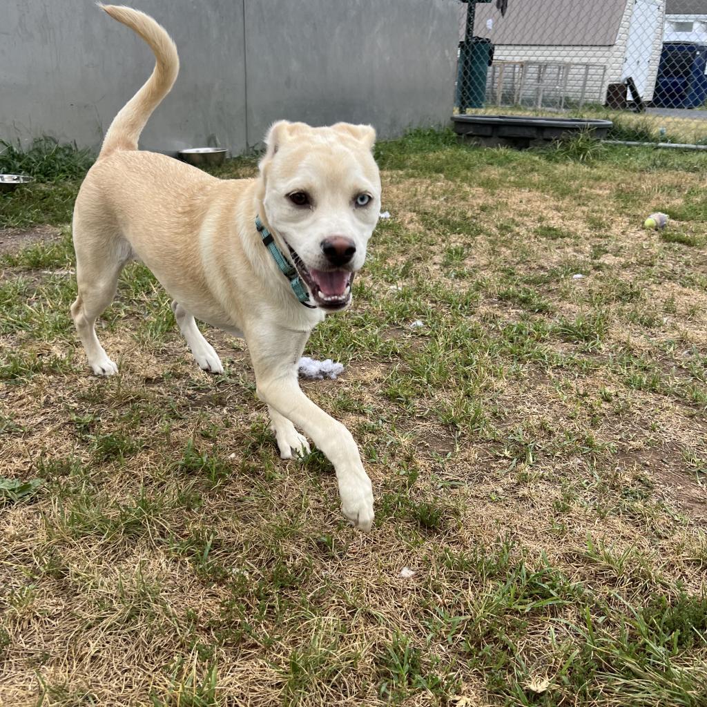 Coy Castle, Adoptable, Adult Male Husky & Shar-Pei.