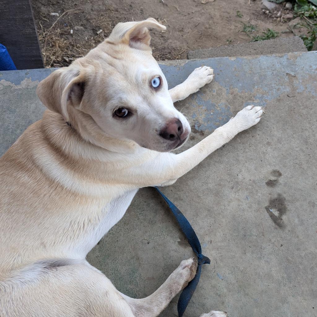 Enlarge Coy Castle, a Adoptable mixed breed in Harrisonburg, VA image 2/6