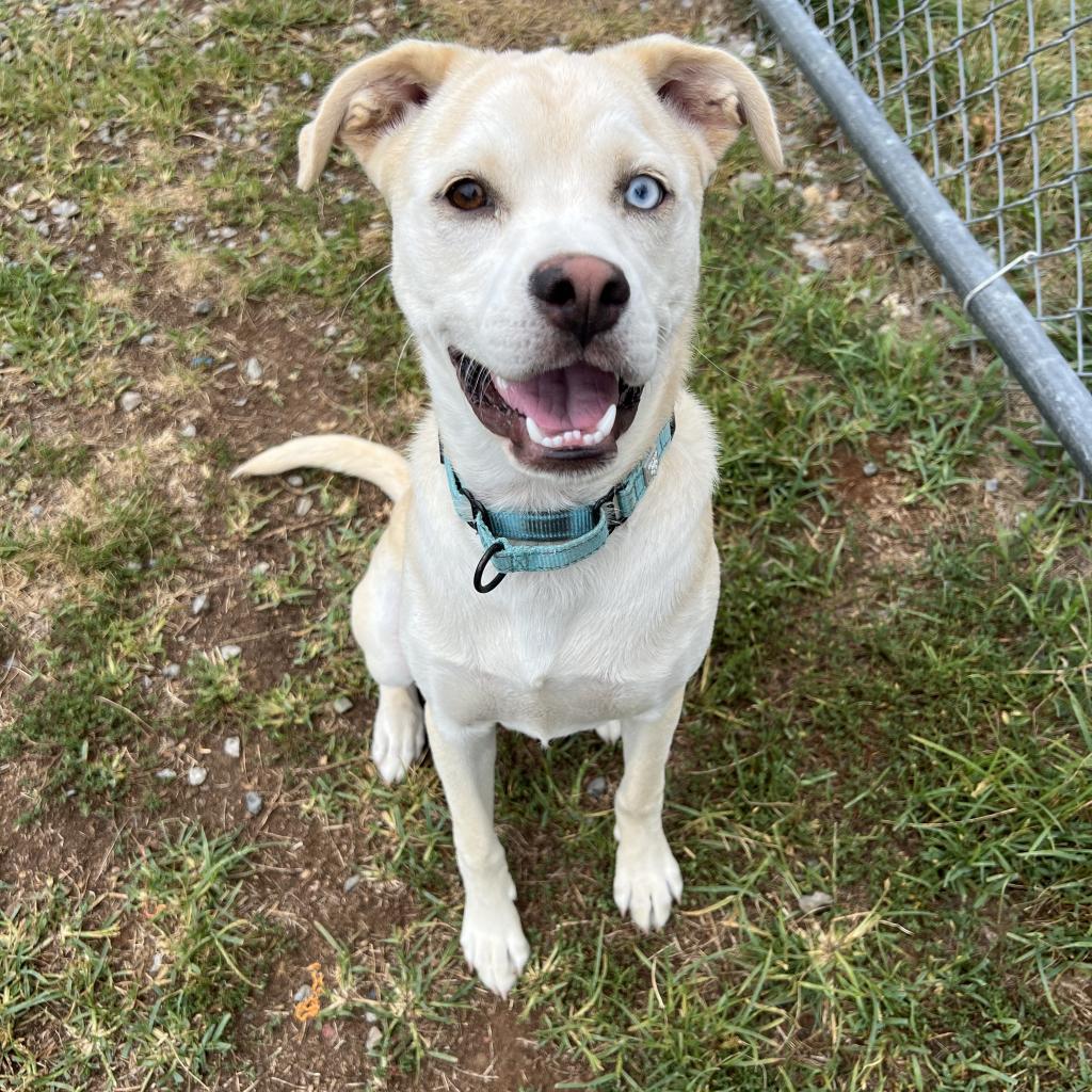 Enlarge Coy Castle, a Adoptable mixed breed in Harrisonburg, VA image 3/6