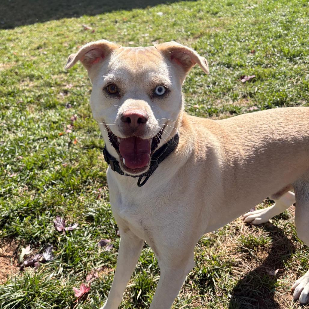 Enlarge Coy Castle, a Adoptable mixed breed in Harrisonburg, VA image 4/6