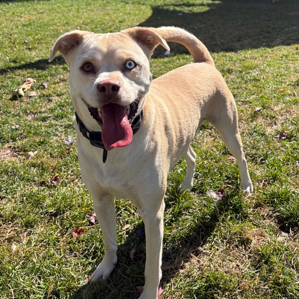 Enlarge Coy Castle, a Adoptable mixed breed in Harrisonburg, VA image 5/6