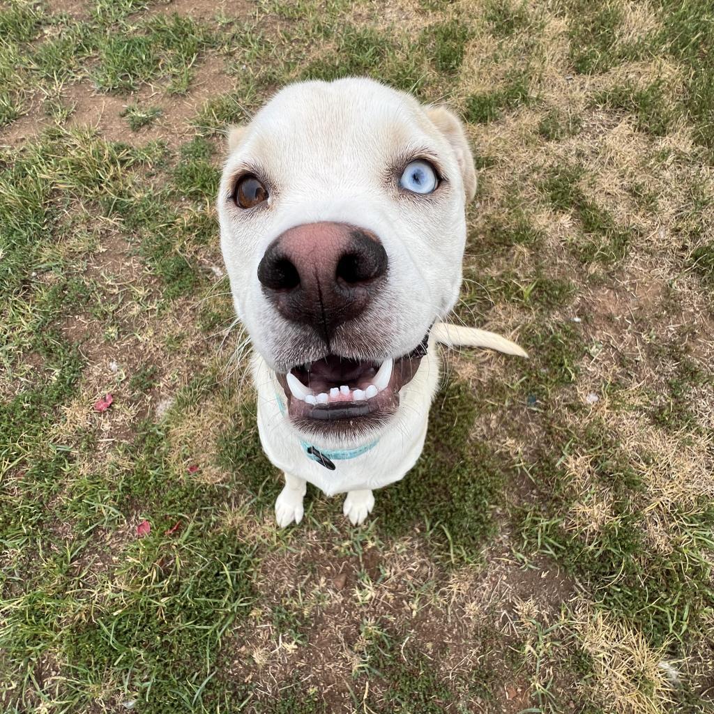 Enlarge Coy Castle, a Adoptable mixed breed in Harrisonburg, VA image 6/6