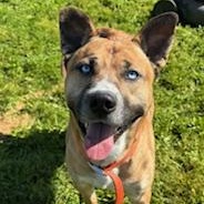 Blue (Sinatra), an adoptable Husky, Shepherd in Reedsport, OR, 97467 | Photo Image 3