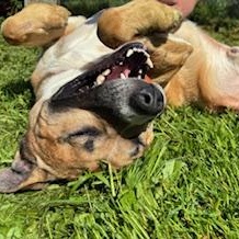 Enlarge Blue (Sinatra), a Adoptable mixed breed in Reedsport, OR image 2/5