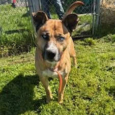 Blue (Sinatra), an adoptable Husky, Shepherd in Reedsport, OR, 97467 | Photo Image 4