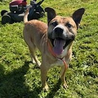 Enlarge Blue (Sinatra), a Adoptable mixed breed in Reedsport, OR image 1/5