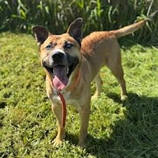 Enlarge Blue (Sinatra), a Adoptable mixed breed in Reedsport, OR image 5/5