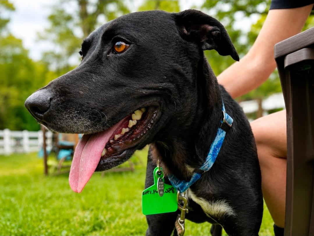 Koa, a Adoptable mixed breed in Warrington, PA image 3/6