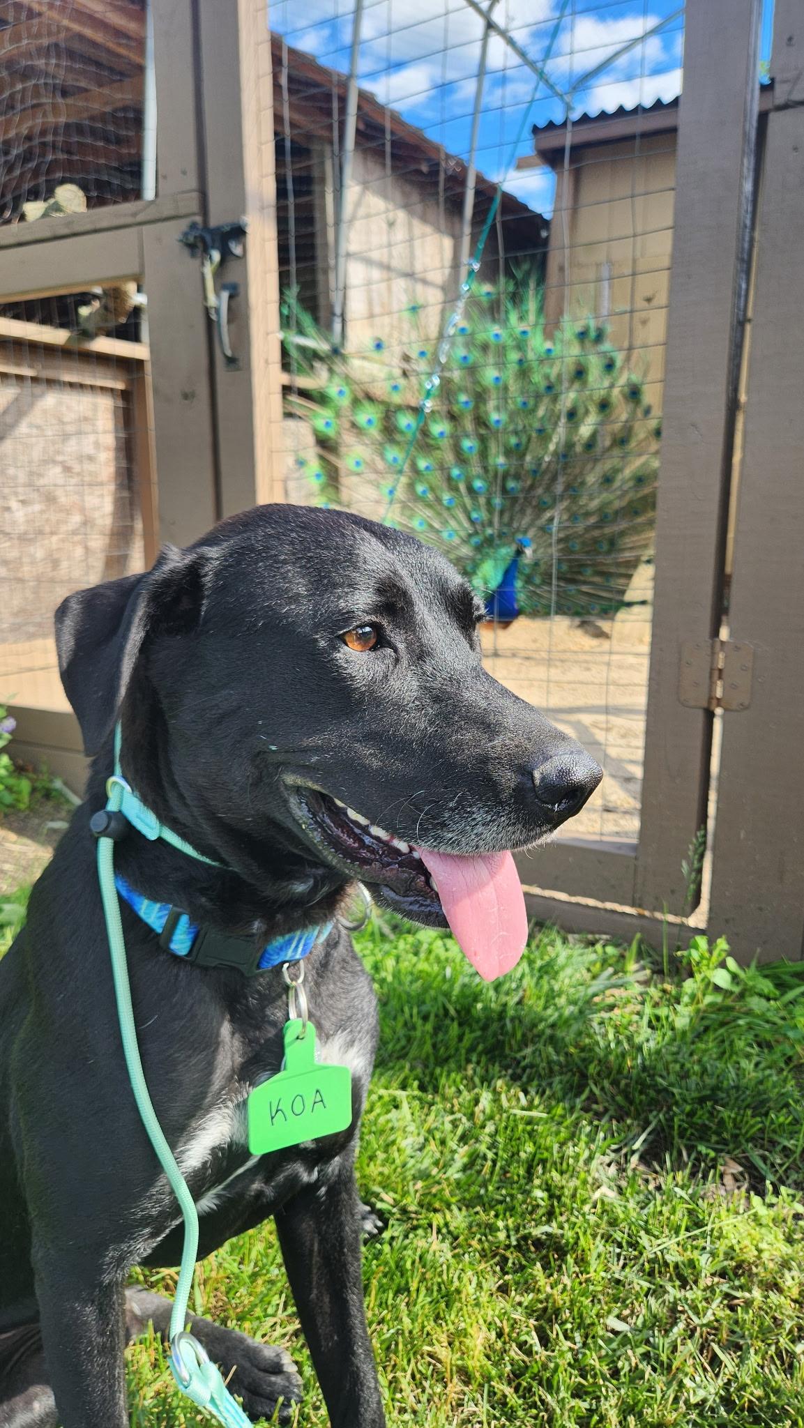 Koa, a Adoptable mixed breed in Warrington, PA image 6/6