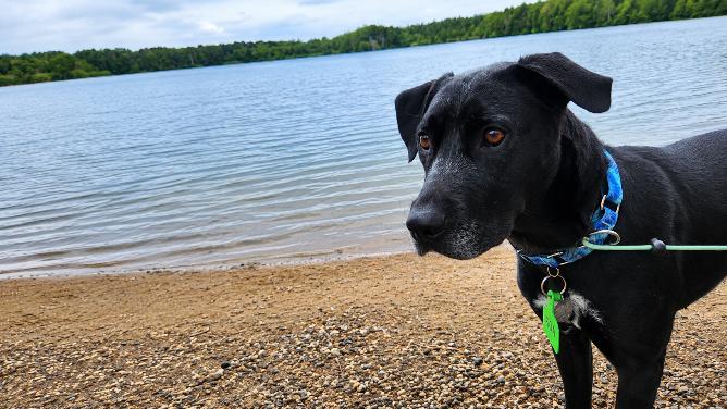 Koa, Adoptable, Adult Male Black Labrador Retriever.