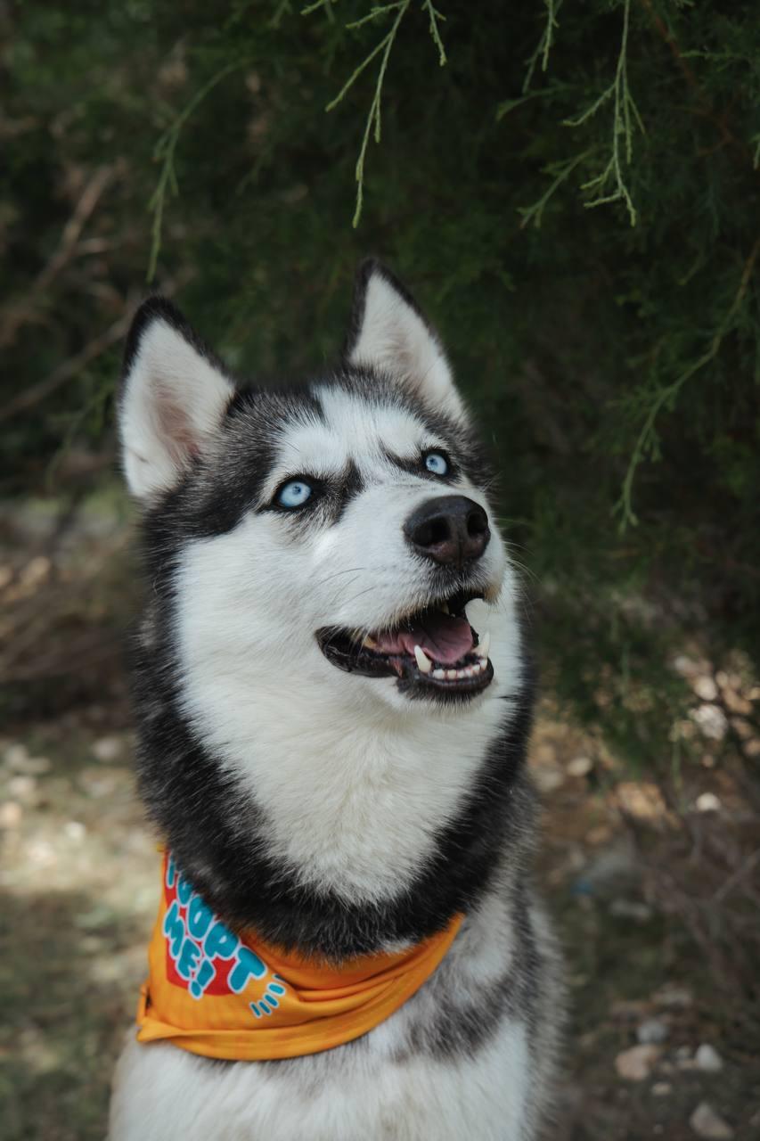 Skylar, a Adoptable Siberian Husky in Carrollton, TX image 1/3