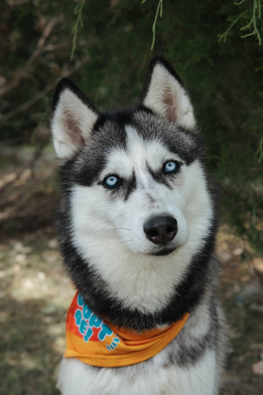 Skylar, a Adoptable Siberian Husky in Carrollton, TX image 2/3