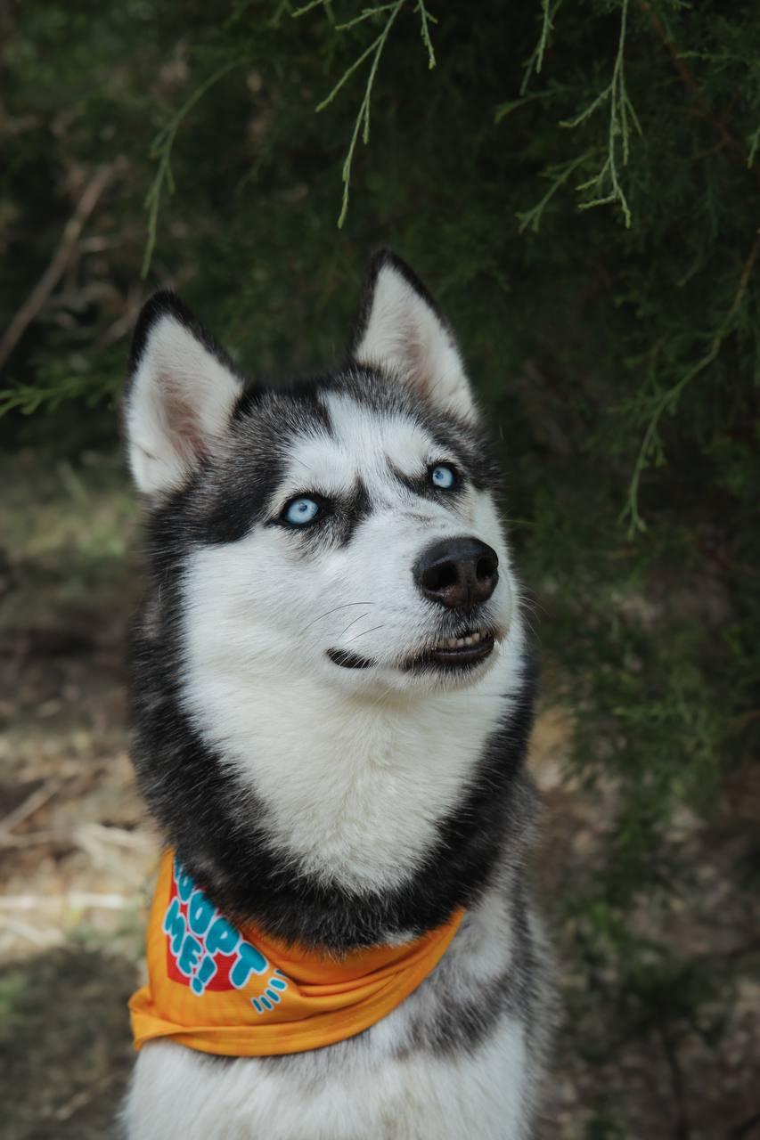 Skylar, a Adoptable Siberian Husky in Carrollton, TX image 3/3