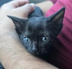 Enlarge Mowgli, a Adopted mixed breed in Phoenix, AZ image 1/1