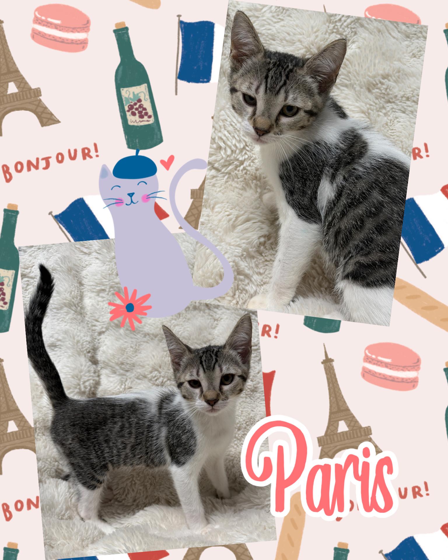 Paris, a ADOPTABLE Tabby in Pasco, WA image 5/5