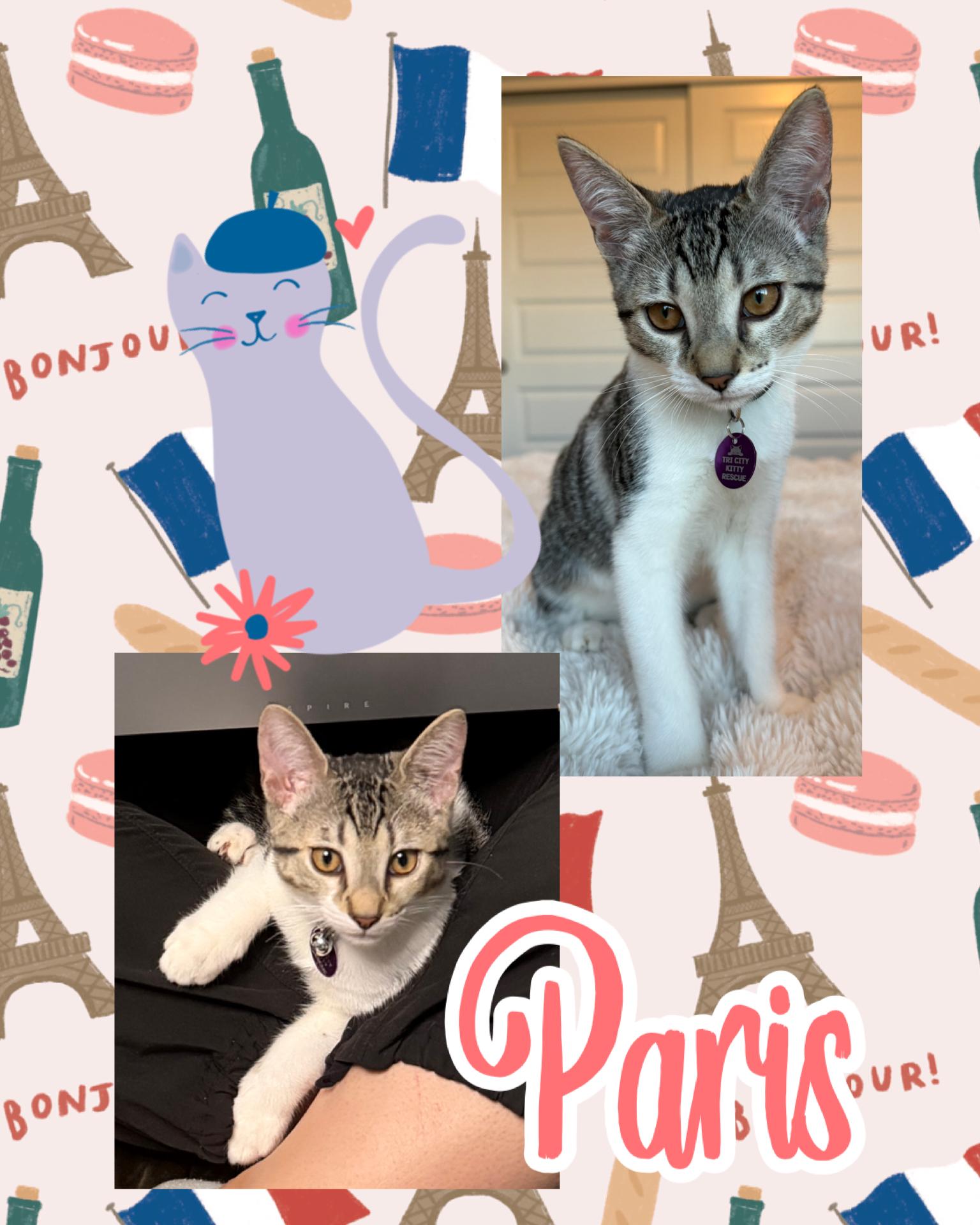 Enlarge Paris, a ADOPTABLE Tabby in Pasco, WA image 1/4
