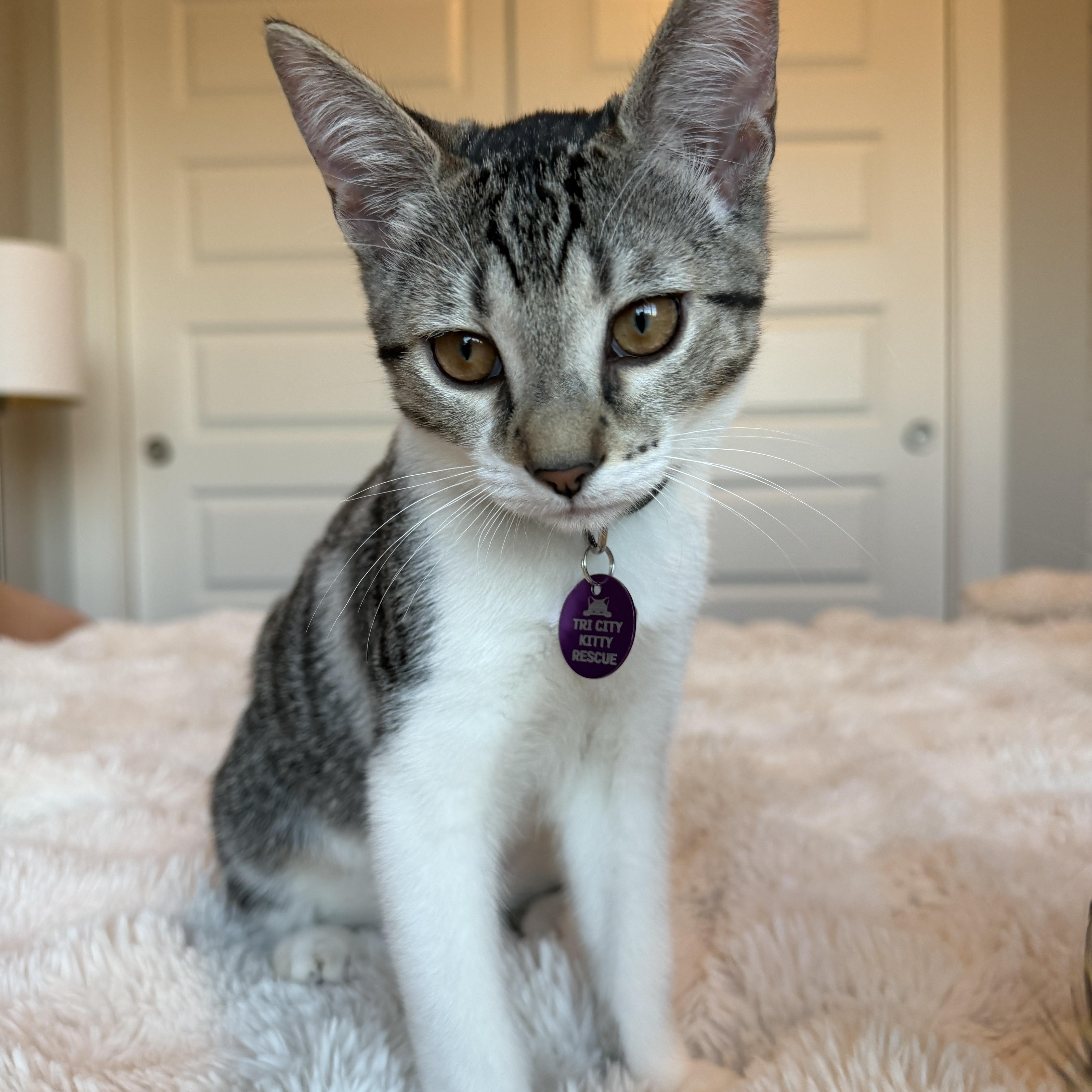Enlarge Paris, a ADOPTABLE Tabby in Pasco, WA image 2/4