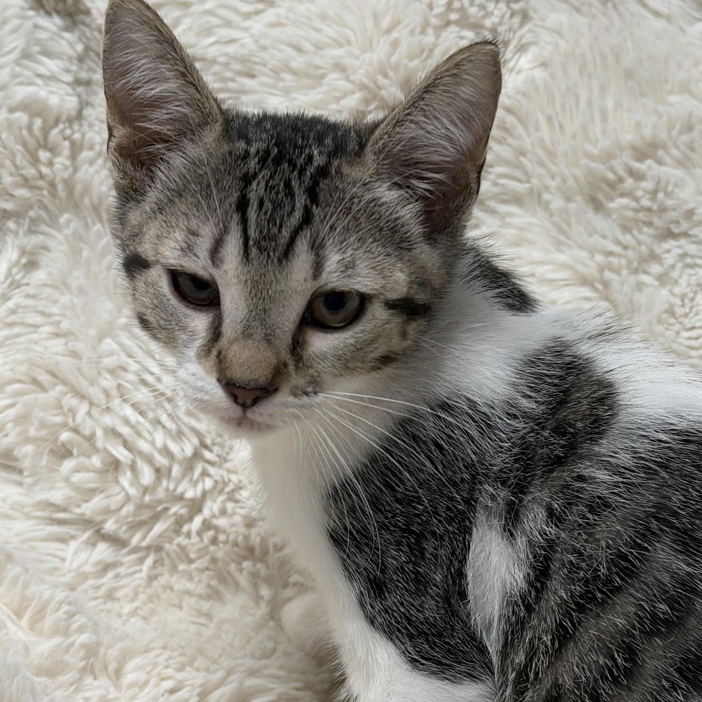 Paris, ADOPTABLE, Kitten Female Tabby.