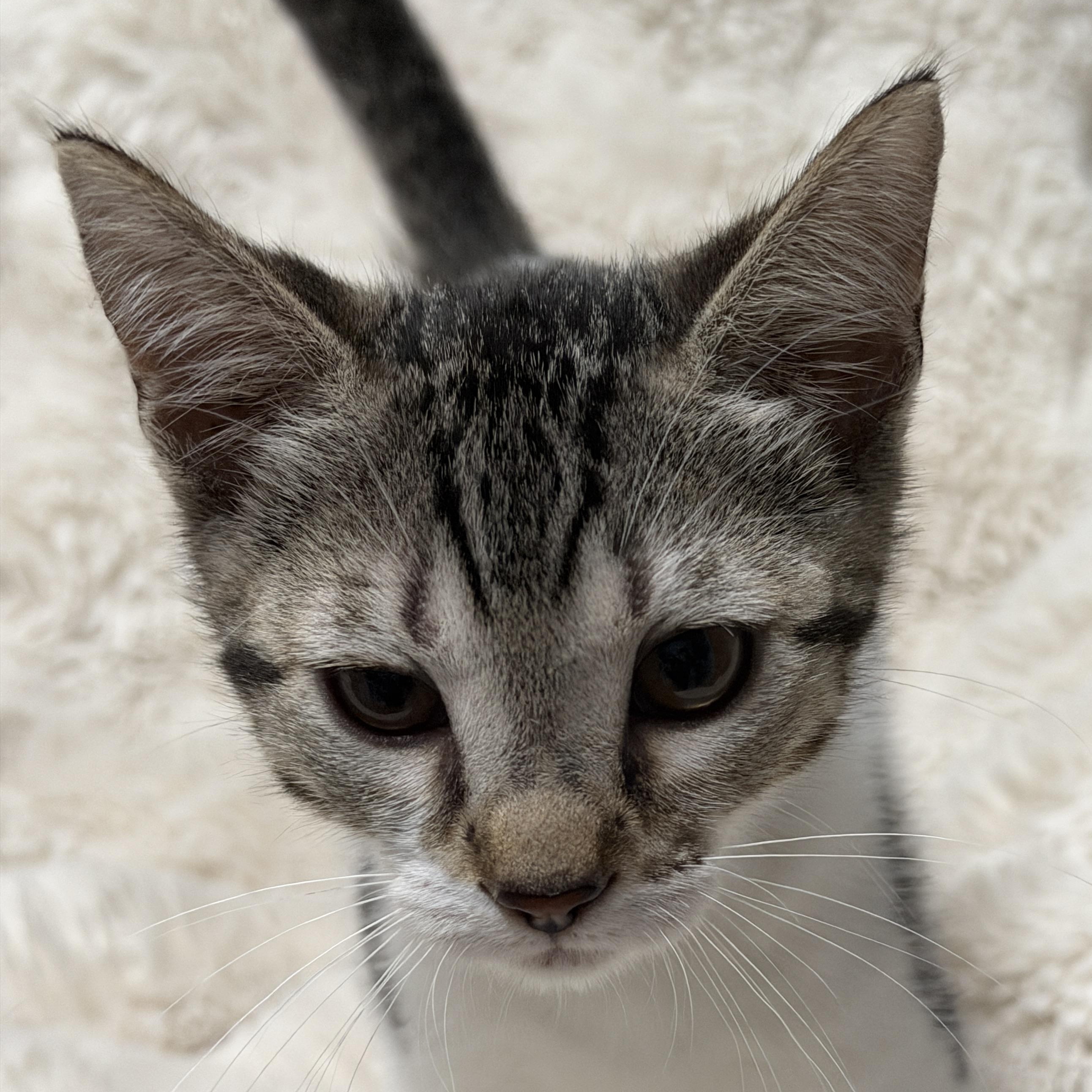 Paris, a ADOPTABLE Tabby in Pasco, WA image 2/5
