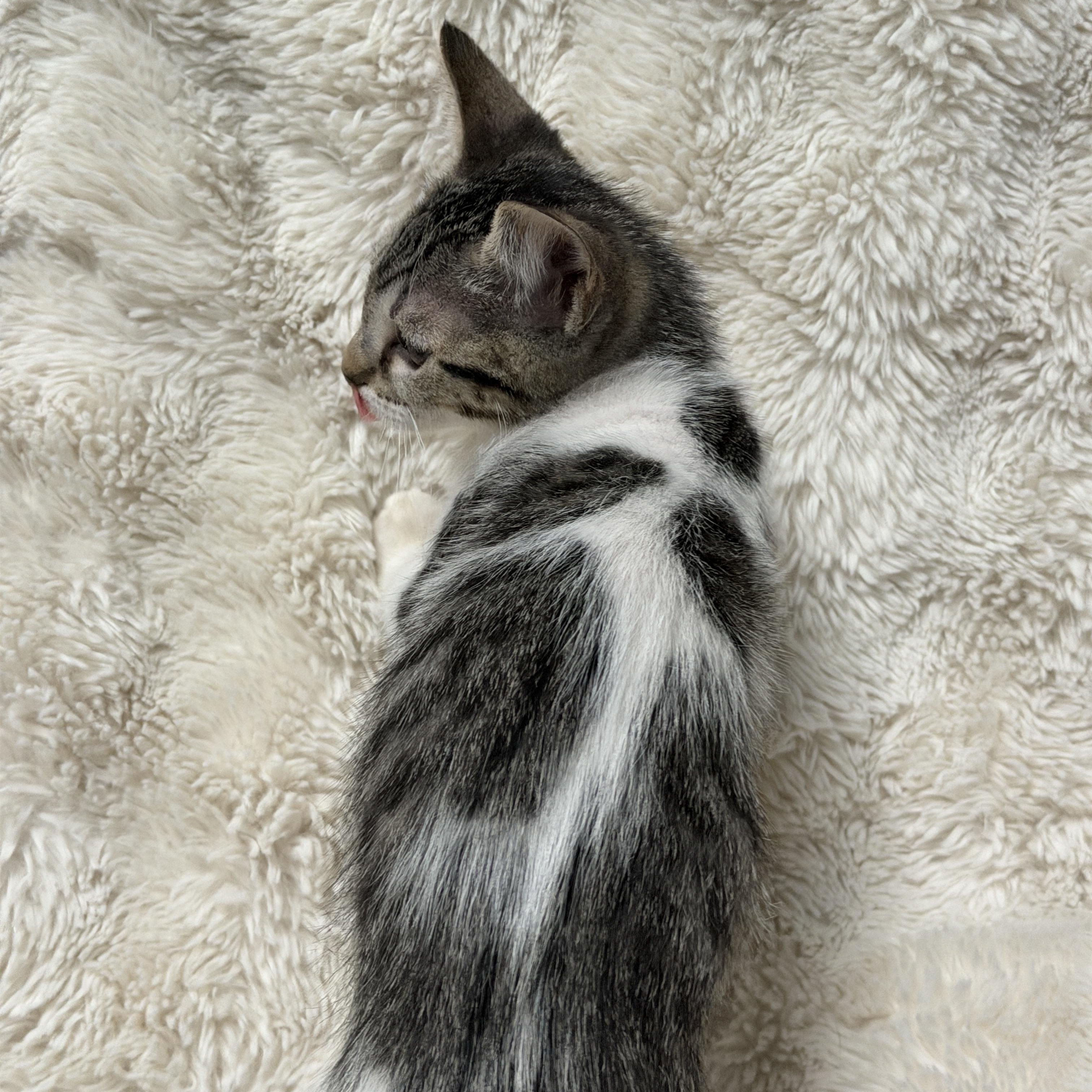 Paris, a ADOPTABLE Tabby in Pasco, WA image 3/5