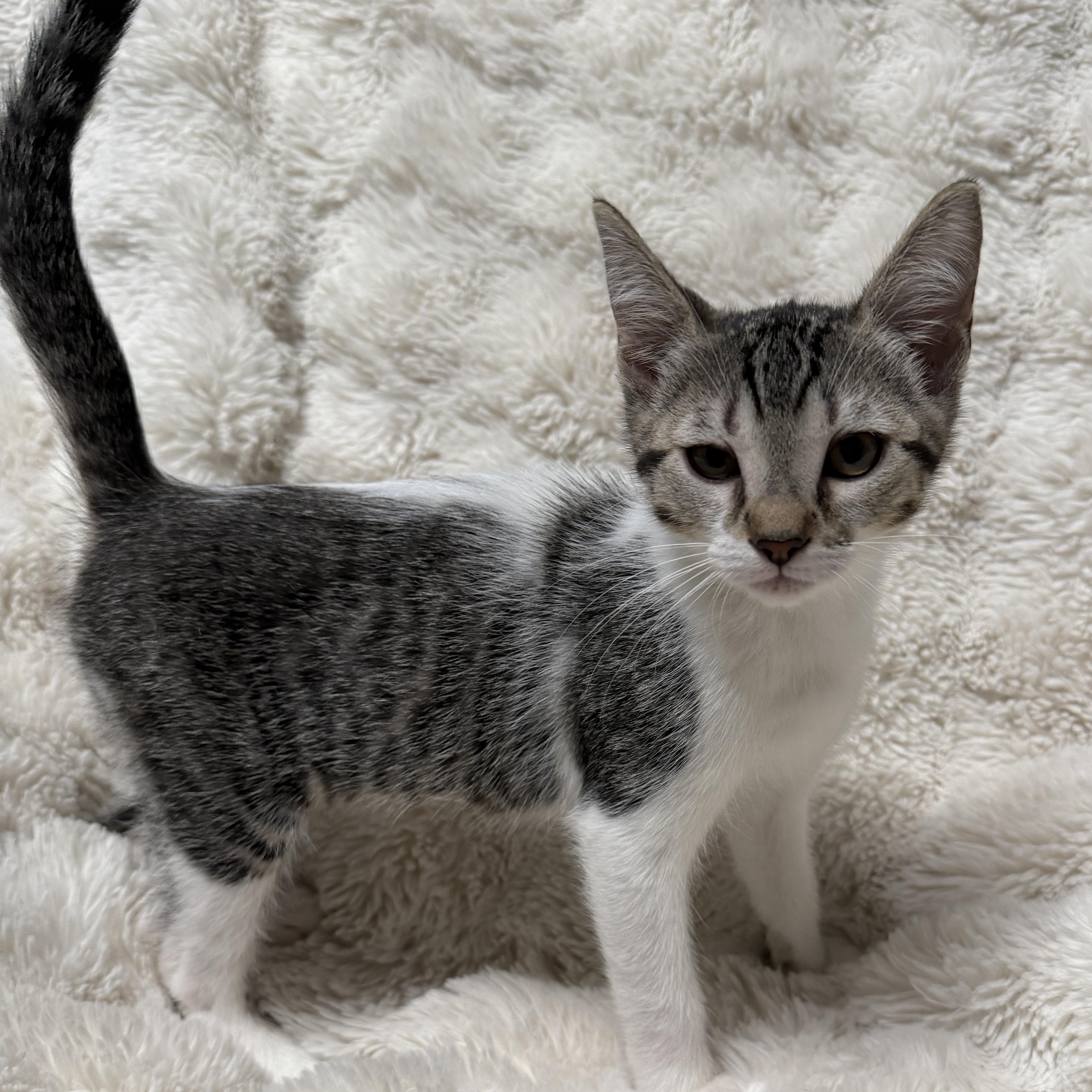 Paris, a ADOPTABLE Tabby in Pasco, WA image 4/5