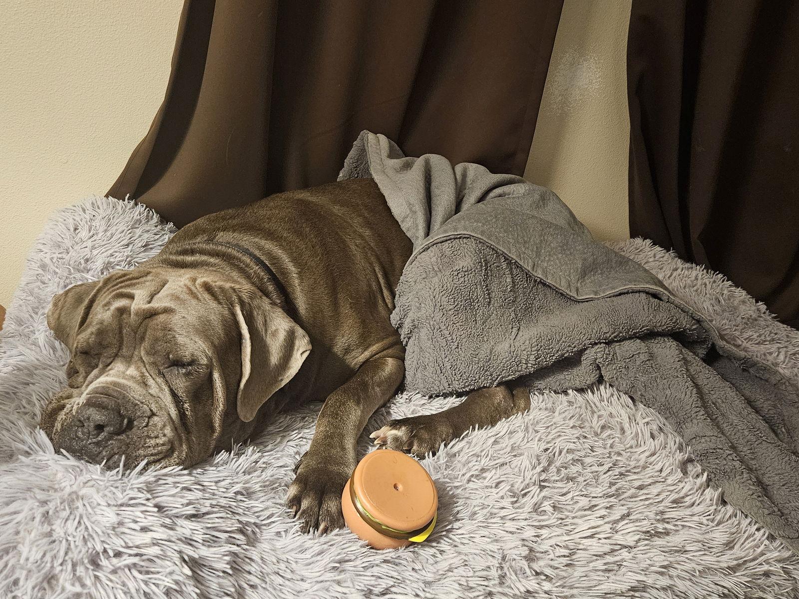 Ettore, Adopted, Adult Male Neapolitan Mastiff.