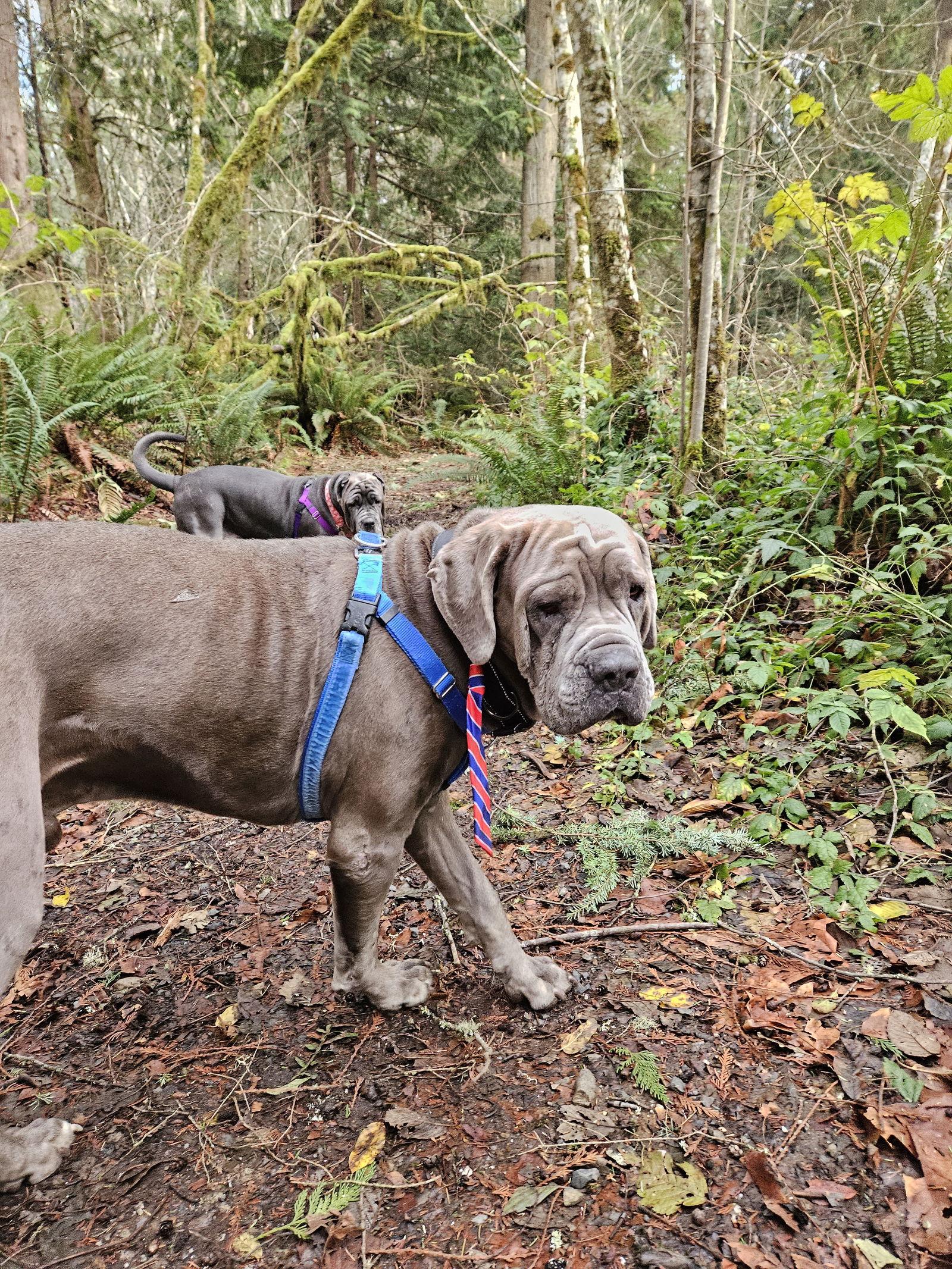 Enlarge Ettore, a Adopted Neapolitan Mastiff in Saint Charles, MO image 2/3