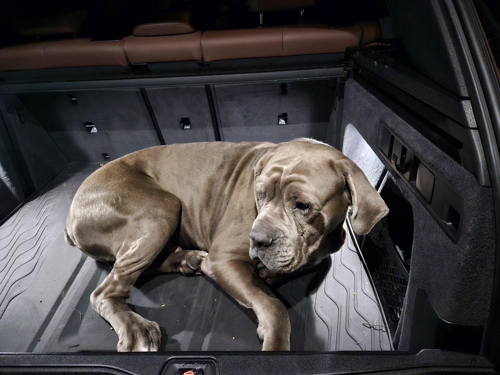 Enlarge Ettore, a Adopted Neapolitan Mastiff in Saint Charles, MO image 3/3