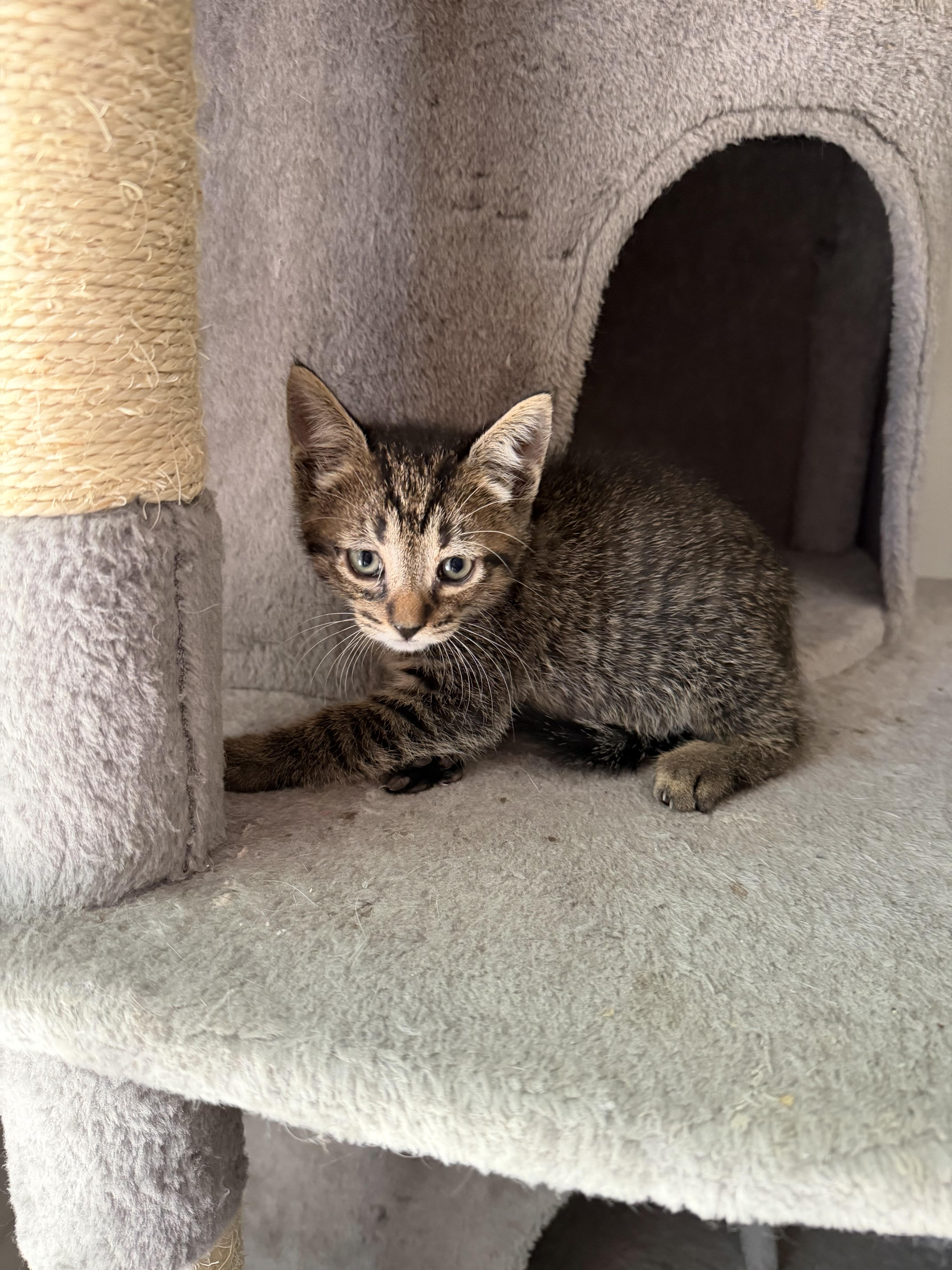 Enlarge Jasper 2026-310, a Adoptable American Shorthair in Winder, GA image 1/3