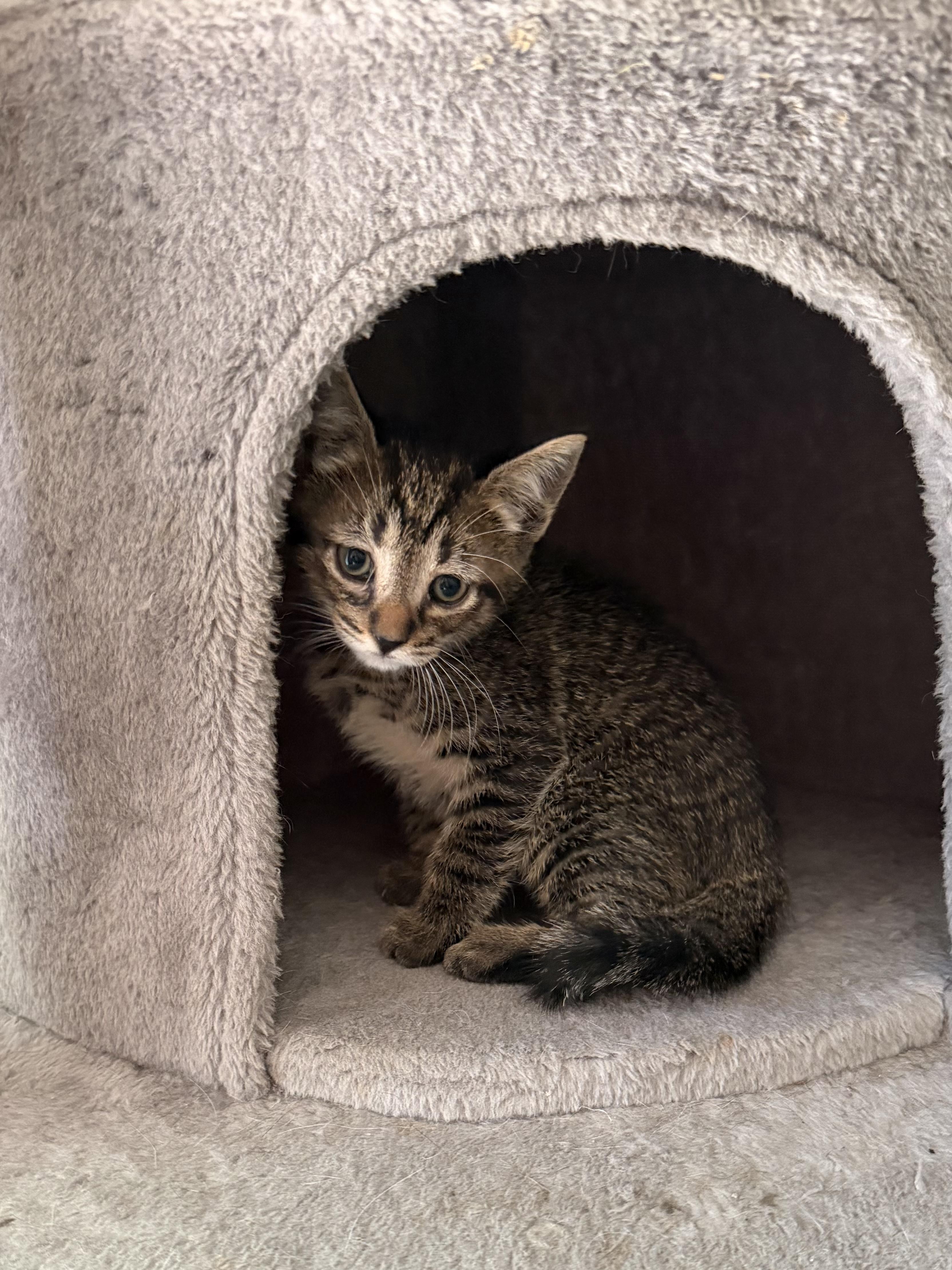 Enlarge Jasper 2026-310, a Adoptable American Shorthair in Winder, GA image 2/3