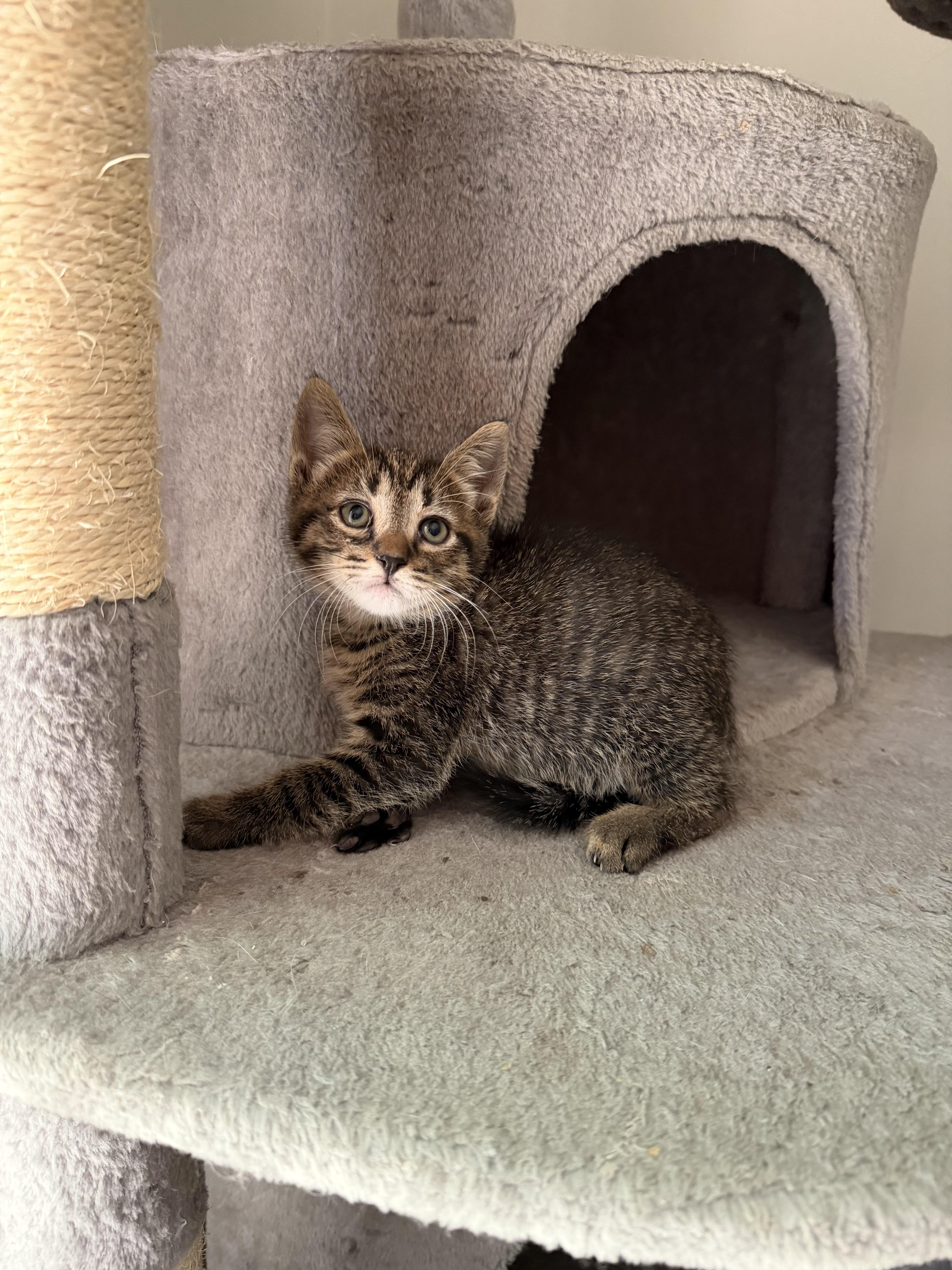 Enlarge Jasper 2026-310, a Adoptable American Shorthair in Winder, GA image 3/3