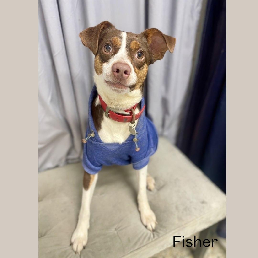 Fisher, ADOPTABLE, Young Male Terrier.