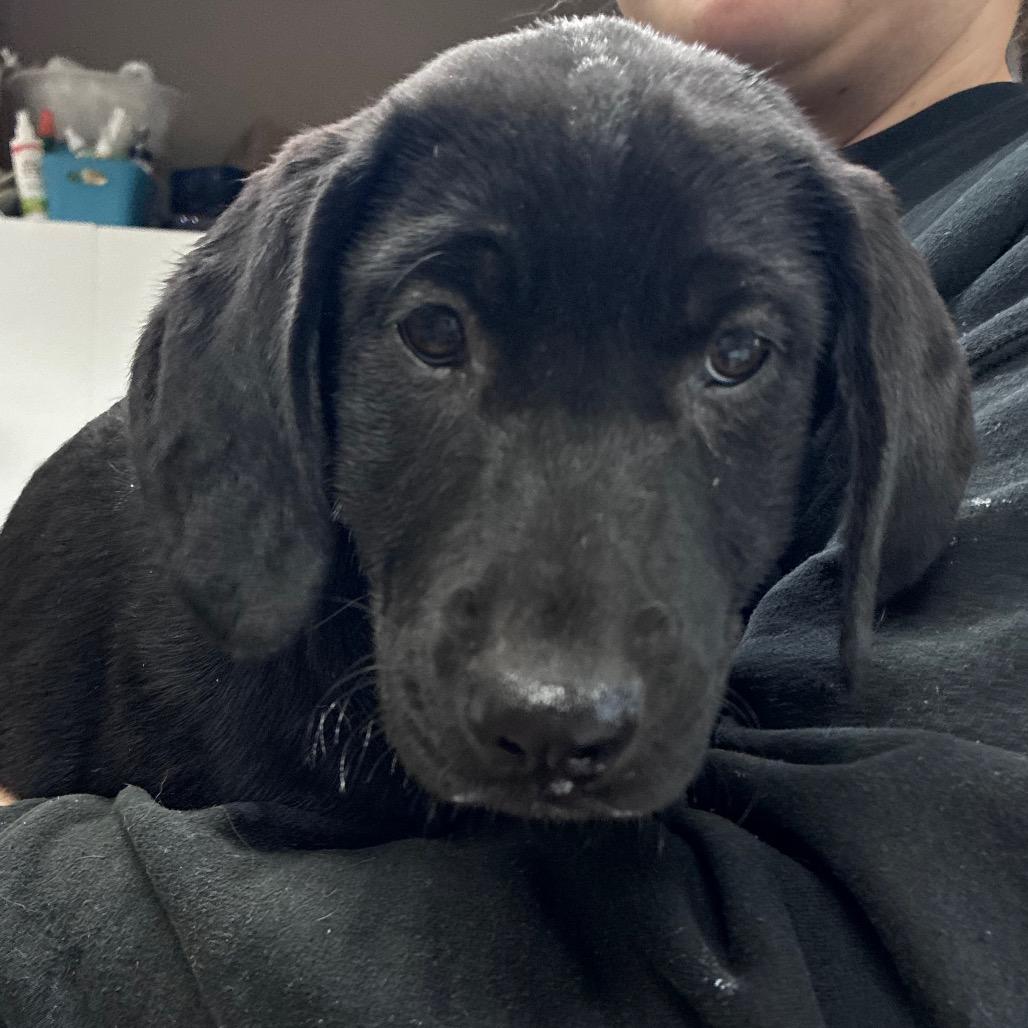 CT Flautas avail Feb 21 (Tractor Supply- Putnam, CT), Adoptable, Puppy Male Labrador Retriever & Mixed Breed.